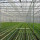 Bärbart jordbruk stålstruktur växthus